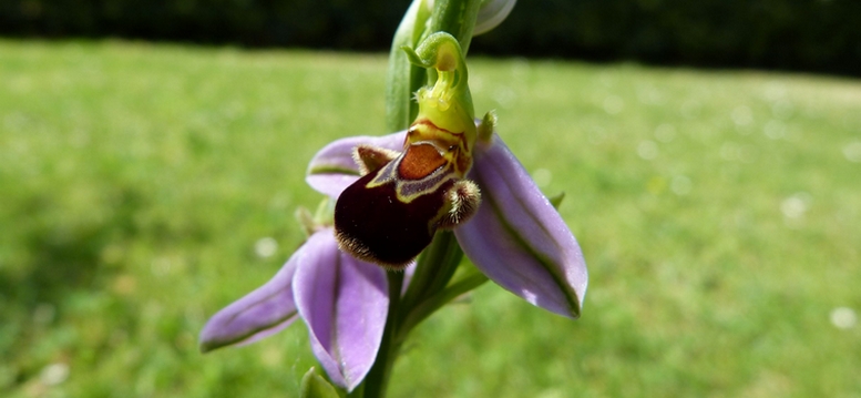 orchidee 2.JPG